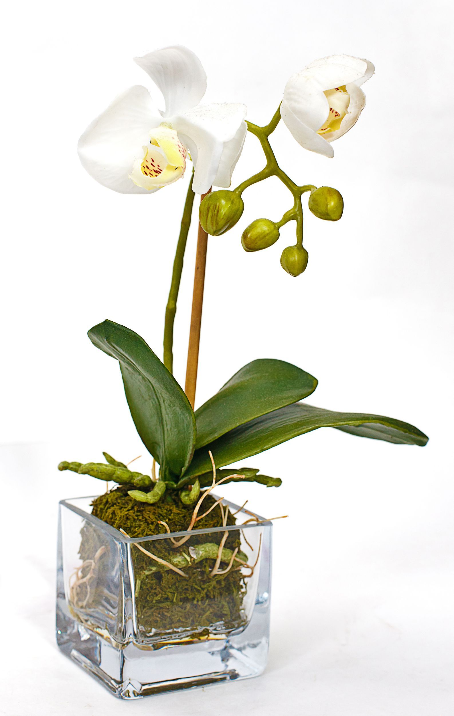 Orchid in Glass Vase